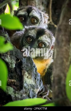 Monkeys de nuit (Aotus) n l'Amazonie péruvienne Banque D'Images