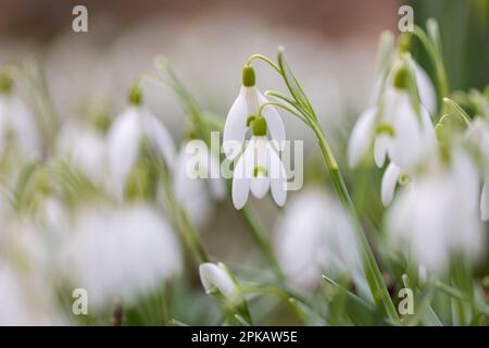 Messager du printemps, chutes de neige en fleurs sur le bord de la route à Wilhelmshaven, Basse-Saxe, Allemagne Banque D'Images