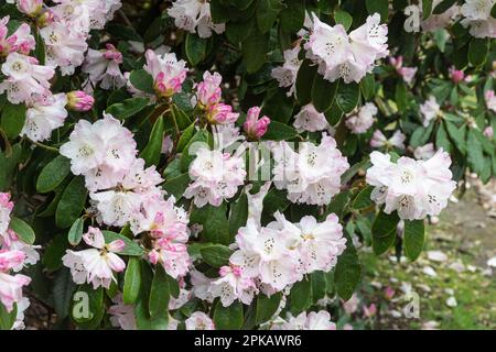 Fleurs roses et blanches tachetées ou fleurs de Rhododendron coeloneurone ssp. Coeloneurone (sous-section taliensia) floraison au printemps, Royaume-Uni Banque D'Images