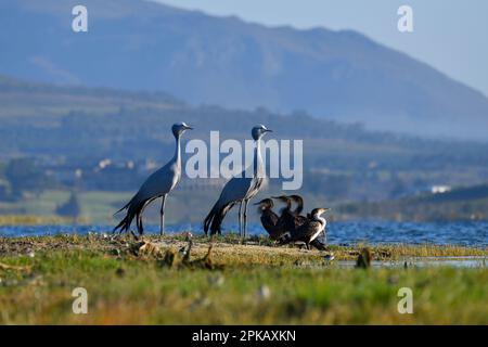 Une paire de grues bleues adultes (Anthropoides paradiseus) avec cormorans à poitrine blanche (Phalacrocorax lucidus), terres humides de la rivière Bot, Afrique du Sud. Banque D'Images