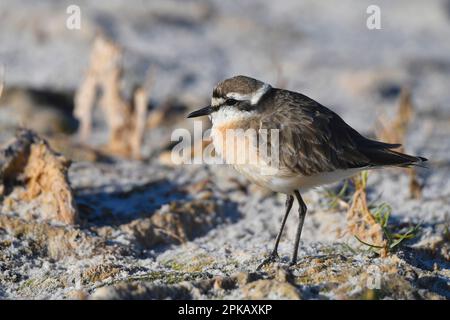 Pluvier de Kittlitz (Charadrius pecuarius) plumage adulte, terres humides de la rivière Bot, Afrique du Sud. Banque D'Images