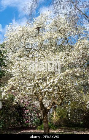 Le magnolia stellata est un arbre « rosea » recouvert de fleurs blanches ou de fleurs en avril ou au printemps dans Valley Gardens, Windsor Great Park, Surrey, Royaume-Uni Banque D'Images