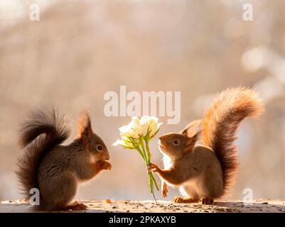 Les écureuils rouges retiennent des roses Banque D'Images