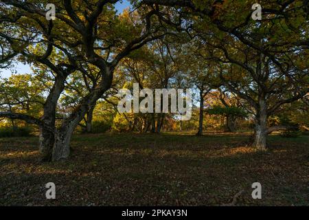 Coucher de soleil sur la forêt de heath steppe à Hohhafter Berg près de Gössenheim et Karsbach dans la réserve naturelle de Ruine Homburg, Basse-Franconie, Franconie, Bavière, Allemagne Banque D'Images