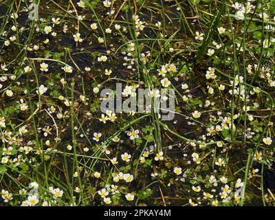 Pied de biche commun, Ranunculus aquatilis Banque D'Images