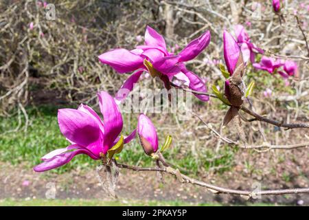 Des fleurs roses ou violettes colorées de Magnolia « Ruth » au printemps à Valley Gardens, Surrey, Angleterre, Royaume-Uni Banque D'Images