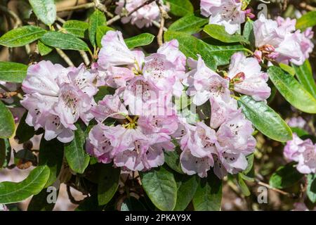 Fleurs roses et blanches tachetées ou fleurs de Rhododendron rufum au printemps ou en avril, Royaume-Uni Banque D'Images