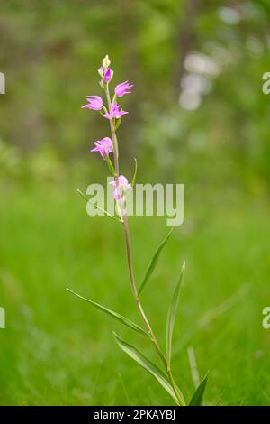 Helléborine rouge, Cephalanthera rubra Banque D'Images