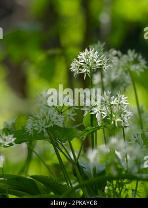 Ail sauvage, Allium ursinum, dans une forêt de plaine inondable Banque D'Images