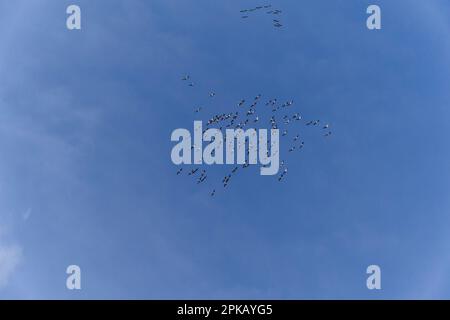 Grues, Grus Grus, grue grise, grue eurasienne Banque D'Images