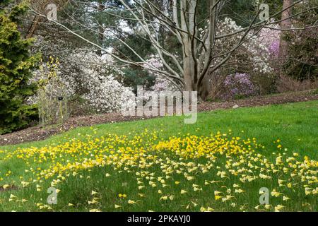 Jonquilles de jupons jaunes, fleurs de Narcisse bulbocodium et arbustes fleuris dans Valley Gardens, une partie du Windsor Great Park, en Angleterre, au Royaume-Uni Banque D'Images