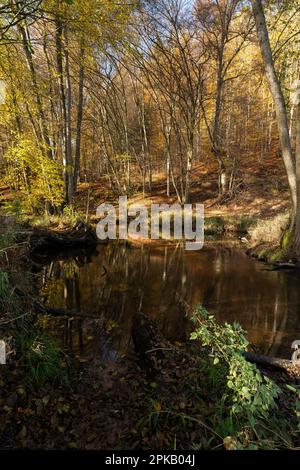 La rivière Schondra dans la réserve naturelle de la vallée inférieure de Schondra, entre la municipalité de Heiligkreuz et Gräfendorf, dans la réserve de biosphère de Rhön et le parc naturel de Spessart, Basse-Franconie, Franconie, Bavière, Allemagne Banque D'Images