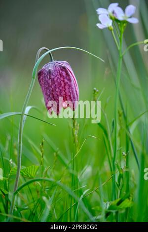 fritillary, également daffodil à damier, Fritilaria meleagris. Banque D'Images