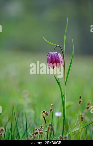 fritillary, également daffodil à damier, Fritilaria meleagris. Banque D'Images