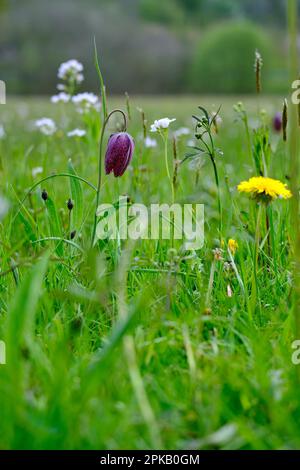 fritillary, également daffodil à damier, Fritilaria meleagris. Banque D'Images