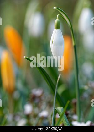 Messagers de printemps crocus et petite goutte de neige, Galanthus nivalis Banque D'Images