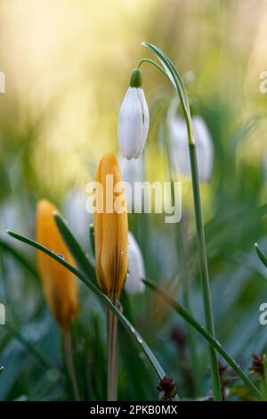 Messagers de printemps crocus et petite goutte de neige, Galanthus nivalis Banque D'Images