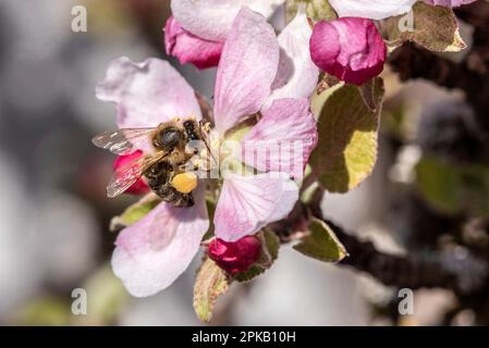 Une abeille rassemblant un nectar occupé sur un pommier au printemps Banque D'Images