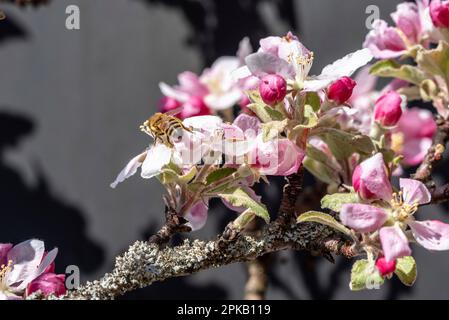 Une abeille rassemblant un nectar occupé sur un pommier au printemps Banque D'Images