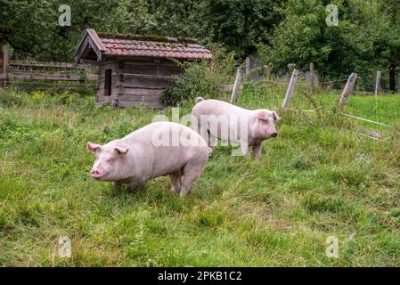 Deux cochons s'amusent sur une prairie dans les Alpes autrichiennes Banque D'Images