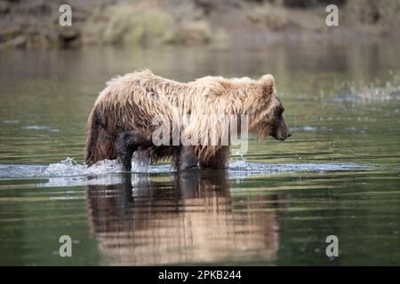 Magnifique ours brun shaggy, éclabousse la pêche pendant la course de saumon, cherche l'eau pour le mouvement et un poisson avec son reflet. Banque D'Images