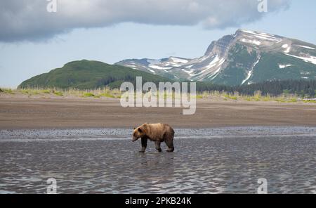 Des truies majestueuses se baladent à marée basse devant les montagnes enneigées dans une vue panoramique imprenable sur la nature sauvage de l'Alaska. Banque D'Images