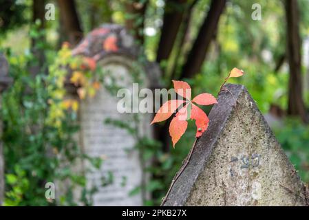 Une feuille rouge en automne sur le cimetière juif de l'île du Lido, quartier de Venise, Italie Banque D'Images