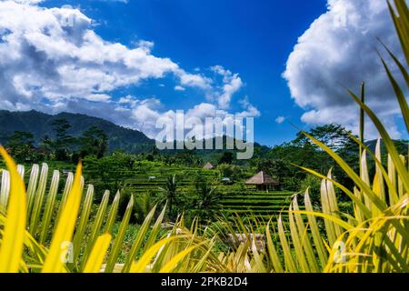 Cadre pittoresque, vue à travers les feuilles de palmier dans les rizières le matin. Sidemen, Karangasem, Bali, Indonésie Banque D'Images