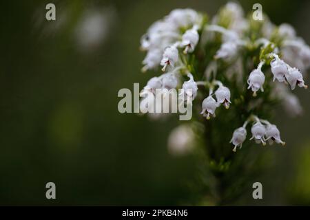 Fleur de bruyère d'arbre Banque D'Images