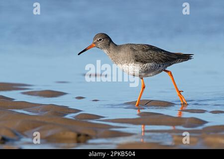 Queue rouge commune (Tringa totanus) Recherche de nourriture sur la côte de Norfolk Banque D'Images