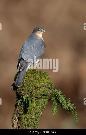 Sparrowhawk (Accipiter nisus) dans un défrichement forestier Banque D'Images