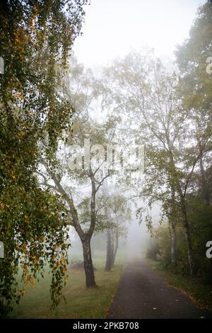 Marchez le long d'un jour d'automne en octobre avec du brouillard Banque D'Images