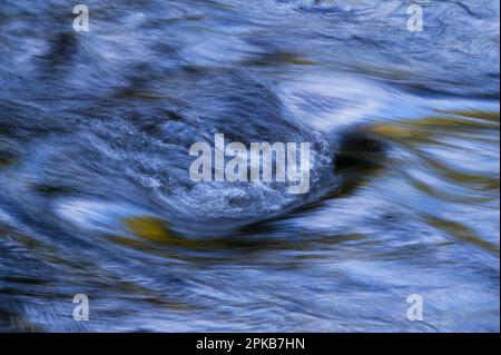 Eau coulant de la Vologne, feuilles d'automne colorées accentuent les touches jaunes dans l'eau, Vosges, France Banque D'Images