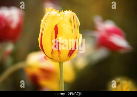 Rouge jaune perroquet tulipe, gros plan Banque D'Images