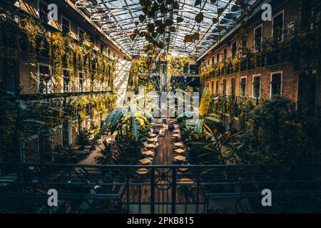 Vue sur l'une des célèbres cours historiques des maisons de Budapest, Hongrie, ici rénové et converti en un café tropical Banque D'Images