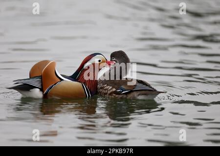 Canards mandarin dans un parc à Paris, Ile de France, France. Banque D'Images