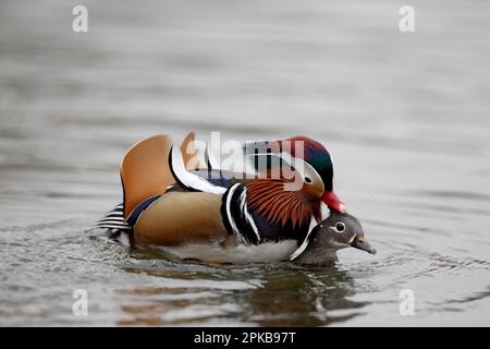 Canards mandarin dans un parc à Paris, Ile de France, France. Banque D'Images