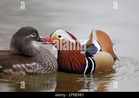 Canards mandarin dans un parc à Paris, Ile de France, France. Banque D'Images