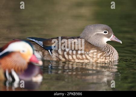 Canards mandarin dans un parc à Paris, Ile de France, France. Banque D'Images