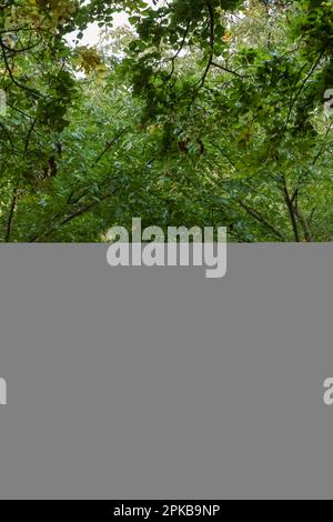 Angleterre, Kent, Edenbridge, Chiddingstone, Château de Chiddingstone, Sentier dans le parc du château Banque D'Images