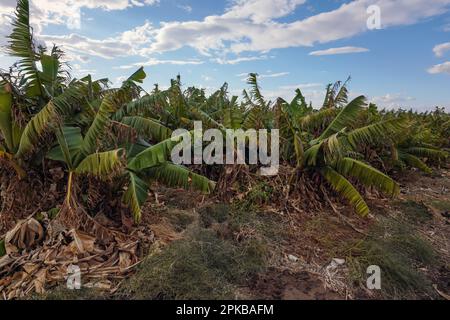 Petits bananiers, certaines feuilles sèchent à la ferme fruitière en Jordanie Banque D'Images