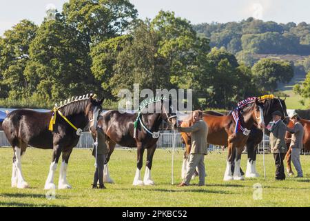 Angleterre, Dorset, Shaftesbury, le spectacle équestre annuel de Wessex et foire de campagne, jugement de chevaux lourds Banque D'Images