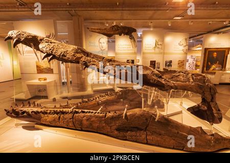 Angleterre, Dorset, Dorchester, Dorset Museum, vue intérieure des os de dinosaures Banque D'Images