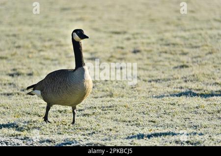 Europe, Allemagne, Hesse, Waldecker Land, parc national de Kellerwald-Edersee, Bernache du Canada (Branta canadensis) Banque D'Images