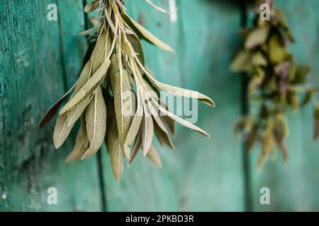 Baume de citron, Melissa officinalis, baume, baume commun ou menthe. Salvia officinalis, sauge commune, sauge simple, Mentha suaveolens, menthe de pomme, ananas Banque D'Images