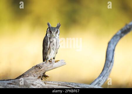 Hibou du nord à face blanche, Ptilopsis leucotis, petit hibou dans l'habitat naturel, assis sur la branche sèche de l'arbre, herbe jaune en arrière-plan Banque D'Images