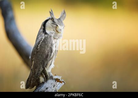 Hibou du nord à fond blanc, otus leucotis, oiseau dans l'habitat naturel. Hibou dans la savane africaine. Animal assis sur la branche de l'arbre. Scène sauvage de AF Banque D'Images