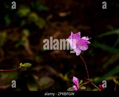 Illustration de fleur de rhododendron rose. Rhododendron Ledebury. Rhododendron en fleurs printanières. Gros plan de fleurs de Rhode dendron dauricum, populaires Banque D'Images