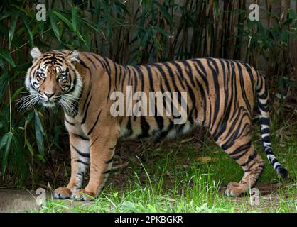 Vue latérale d'une femelle adulte tigre de Sumatra regardant la caméra Banque D'Images