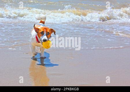 happy jack russell terrier porte dans la bouche une balle qui s'est retirée de la mer Banque D'Images